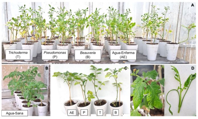 Uso de microorganismos endófitos para el manejo del <em>Tomato brown rugose fruit virus</em> en el cultivo de jitomate (<em>Solamun lycopersicum</em>). Figura 1 - A: plantas enfermas con ToBRFV a las que se les aplicó diferentes microorganismos y el testigo enfermo al que se le aplicó solo agua. B: plantas sanas, utilizadas como testigo. C: comparación entre plantas enfermas con ToBRFV tratadas con diferentes microorganismos y D: síntomas ocasionados por el ToBRFV, donde se observa el mosaico en hojas a los 20 días después de la inoculación (ddi) y la deformación de brotes a los 35 ddi.