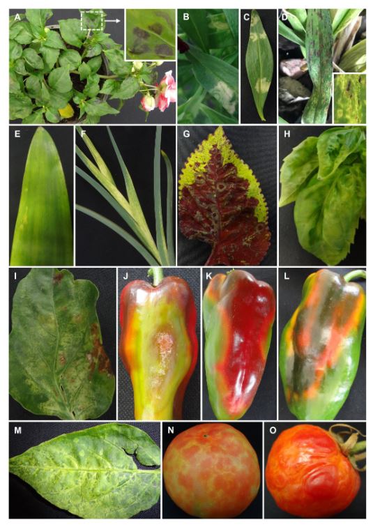 El género <em>Orthotospovirus</em> en Costa Rica: Un caso centroamericano. Figura 2 - Síntomas diversos del virus del anillado necrótico de la impatiens (INSV) en múltiples huéspedes confirmados por ELISA, RT-PCR y secuenciación parcial. A: Anillos concéntricos necróticos en Impatiens (Impatiens sp.) T031. B, C: Anillos y manchas cloróticas en Boca de Dragón (Antirrhinum majus) T057. D: Estrías cloróticas y necróticas en hojas de orquídea T024. E, F: Mosaico clorótico en Amarilis (Hippeastrum sp.) T161 e Iris (Iris sp.) T184. G: Anillos concéntricos necróticos en Coleo (Plectranthus scuttellarioides) T157. H: Patrones cloróticos en Albahaca (Ocimum basilicum) T156. I, M: Patrones de anillos concéntricos cloróticos en hojas de Pimiento Dulce (<em>Capsicum annuum</em>) T250 y T092. J, K, L: Maduración irregular, patrones de anillos y deformación en frutos de Pimiento Dulce T092, T107, T094. N, O: Patrones cloróticos, anillos y superficie irregular en frutos de Tomate (<em>Solanum lycopersicum</em>) T263 y T303