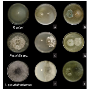 Control biol&oacute;gico y qu&iacute;mico <em>in vitro</em> de hongos asociados a la gomosis en c&iacute;tricos en Yucat&aacute;n, M&eacute;xico. Figura 6 - Efecto de <em>Trichoderma</em> spp. en el desarrollo de hongos asociados a la gomosis de los cítricos. <strong>A)</strong> <em>Fusarium solani</em> vs T. <em>harzianum</em>.  <strong>B)</strong> <em>F. solani</em> vs <em>T. viride</em>. <strong>C)</strong> <em>Pestalotia</em> spp vs <em>T. harzianum</em>. <strong>D)</strong> <em>Pestalotia</em> vs <em>T. viride</em>. <strong>E)</strong> <em>Lasiodiplodia pseudotheobromae</em> vs <em>T. harzianum</em>. <strong>F)</strong> L. <em>pseudotheobromae</em> vs <em>T. viride</em>.