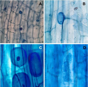 Mitigating Chili Plant Wilt: Synergy of Arbuscular Mycorrhizal Fungi and Silver Nanoparticles. Figure 1 - Mycorrhizal structures in chilaca pepper roots inoculated with AMF: A, B, C) Hyphae (H) and Vesicles (V), d) Arbuscules (A).