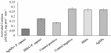 Reducción de la marchitez del chile: sinergia de los hongos micorrízicos arbusculares y nanopartículas de plata. Figura 6 - Actividad de catalasa (CAT) en plantas de chile chilaca inoculadas con <em>P. capsici</em> tratadas con HMA y AgNPs.