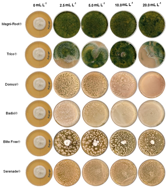 <em>Bipolaris oryzae</em> associated agent at the leaf spot disease in <em>Cocos nucifera</em> hybrid “Brazilian Green Dwarf”. Figure 4 - Growth of <em>Bipolaris oryzae</em> five days after inoculation in PDA modified with different doses of commercial biological fungicides.
