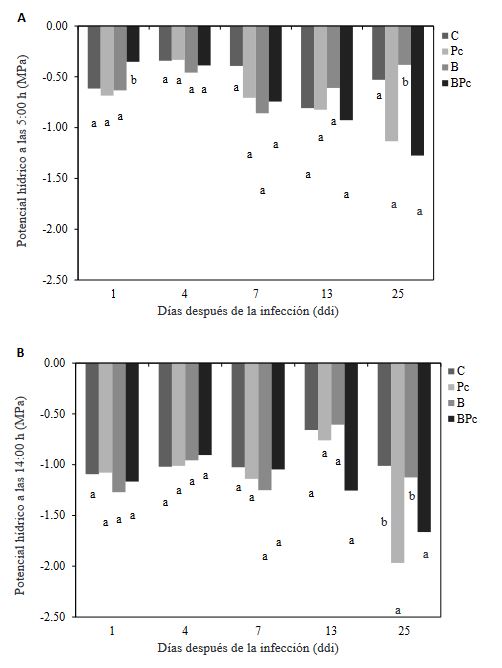 <em>Bacillus</em> sp. A8a reduces leaf wilting by <em>Phytophthora</em> and modifies tannin accumulation in avocado. Figure 2 - Leaf water potential in avocado trees at 1, 4, 7, 13 and 25 dai. A) Leaf water potential (MPa) at 5:00 am; B) foliar water potential at 14:00 pm. Bars show the average of the data (n = 3 ± s.d.). Different letters indicate significant differences between treatments at the same time. The water potential measured at 1, 4 and 25 dai was analyzed with a oneway ANOVA and Tukey’s test (P ≤ 0.05). Non-parametric data recorded at 7 y 13 dai were analyzed with KruskalWallis and Wilcoxon rank sum tests ( P ≤ 0.05).