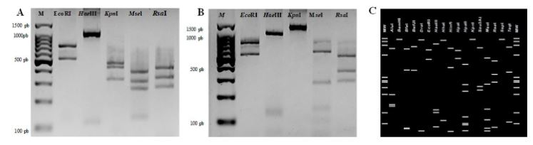 Detección y caracterización molecular de un fitoplasma del grupo 16SrII asociado a la enfermedad de ‘escoba de bruja’ en cactus (<em>Opuntia</em> sp.). Figura 2 - Análisis RFLP del ADNr 16S de fitoplasmas amplificado con los iniciadores R16F2n/R16R2 y digeridos con cinco enzimas de restricción: EcoRI, HaeIII, KpnI, MseI y RsaI M: marcador molecular 100 pb (Promega, USA); A) Control positivo ‘Candidatus Phytoplasma asteris’ (I-B); B) Muestra sintomática de nopal de este estudio (Número de acceso: 0N413680); C) Patrones de restricción <em>in silico</em>, generados a partir de las secuencias del gen DNAr 16S del Cactus witches’-broom phytoplasma 16SrII-C (Número de acceso: AJ293216.2) de los sitios de reconocimiento de 17 enzimas de restricción.