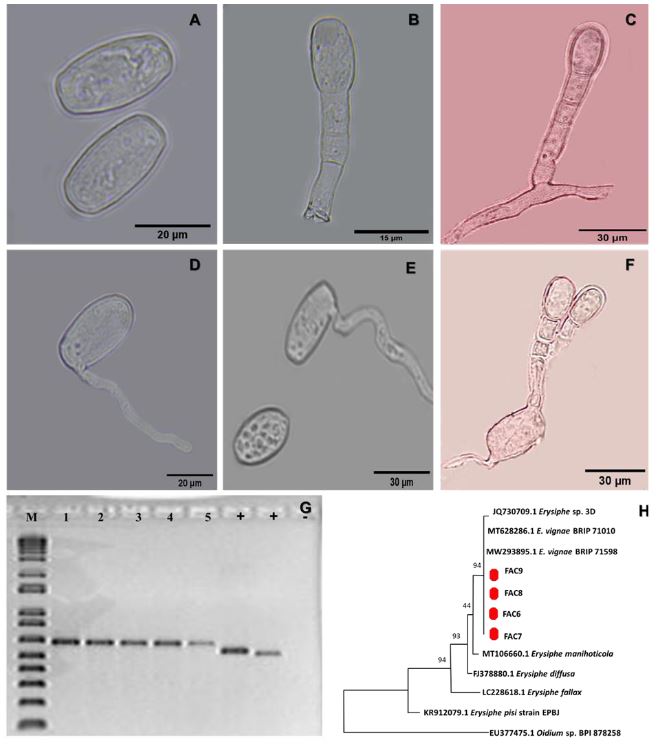 Epidemiological etiology of <em>Erysiphe</em> sp. and putative viral and phytoplasma-like symptoms in Ayocote bean (<em>Phaseolus coccineus</em>). Figura 2 - Morphological and genomic identification of powdery mildew in Ayocote bean (<em>Phaseolus coccineus</em>). A. hyaline, ovoid to ellipsoid conidia; B-C. cylindrical and erect conidiophores; D-F. germinating conidia; G. Amplification of the internal transcribed spacer region (ITS) of nuclear ribosomal DNA (~500 bp) of five samples of cenicilla DNA (1-5), two positive PCR controls (+) belonging to the ITS region of <em>Alternaria</em> and <em>Fusarium</em> genera, 1 kb molecular weight marker (M) plus Invitrogen and negative PCR control (-); H. phylogenetic tree performed by Maximum Likelihood (ML) and the Hasegawa-Kishino-Yano substitution model with 1000 Bootstrap replications, based on ITS region of fungal sequences belonging to Erysiphe genus (Table 2). The study sequences are: FAC6, FAC7, FAC8 and FAC9 (red dot). Oidium sp. (accession number: EU377475) was included as outgroup