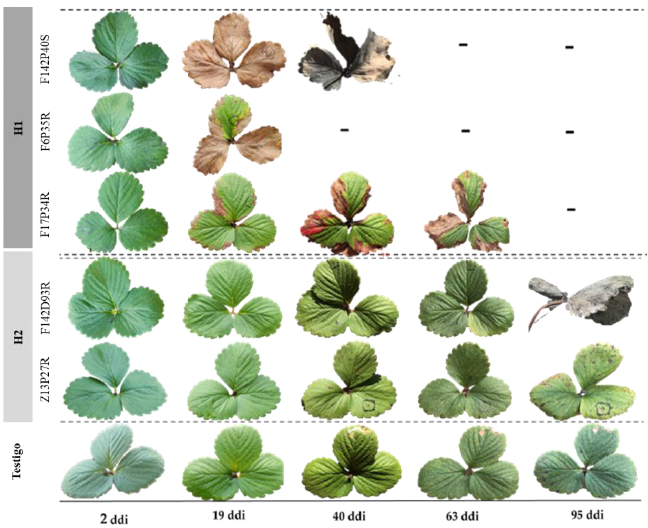 Patogenicidad, agresividad y carga de in&oacute;culo inducidos por dos haplotipos-ITS de <em>Neopestalotiopsis</em> <em>rosae</em>, aislados de fresa (<em>Fragaria x ananassa</em>) y zarzamora (<em>Rubus</em> sp.). Figura 3 - Progreso de lesi&oacute;n en l&aacute;mina foliar de plantas de fresa cv. San Andreas inoculadas por aspersi&oacute;n con cinco aislados de <em>N. rosae</em> correspondientes del haplotipo H1 y H2 a los 2, 19, 40, 63 y 95 ddi. Los guiones representan p&eacute;rdida de las hojas por deterioro total del tejido causado por la agresividad asociada a cada aislado. Por ejemplo, en F6P35R la perdida de hojas se alcanza en 40 ddi.