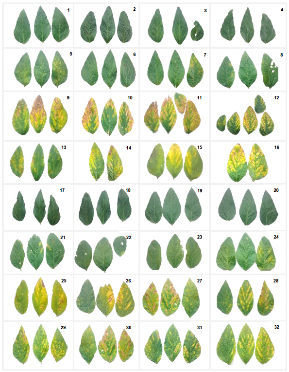 Influencia de la humedad del suelo en incidencia y severidad de la mancha foliar (<em>Alternaria alternata</em>) en genotipos de <em>Glycine max</em>. Figura 3 - S&iacute;ntomas de mancha foliar en soya inducidos por <em>Alternaria alternata</em>, hojas ubicada en quinta posici&oacute;n de arriba-abajo en genotipos de soya en condiciones de riego, (genotipos con menores da&ntilde;os) H10-3057 (1-2), H02-1706 (3-4), H85-1937 (5-6), H06-1014 (7-8); (genotipos con mayores da&ntilde;os) H80-0994 (9-10), H17-0331 (11-12), H02-2091 (13-14), H98-1068 (15-16); condiciones de temporal, (genotipos con menores da&ntilde;os) H02-1706 (17-18), HUAS-700 (19-20), H98-1076 (21-22), H85-1937 (23-24); (genotipos con mayores da&ntilde;os)), H02-2331 (25-26), H02-2295 (27-28), H06-1014 (29-30), H17-0707 (31-32).