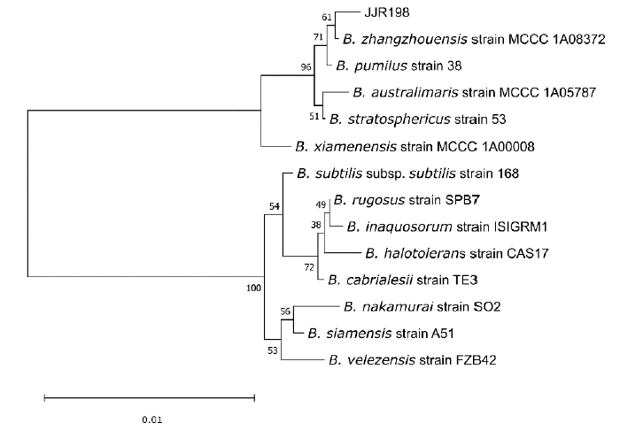 <em>In vitro</em> evaluation of the antagonistic potential of <em>Bacillus zhangzhouensis</em> JJR198 against <em>Phytophthora capsici</em>. Figure 1 - Phylogenetic tree of <em>Bacillus zhangzhouensis</em> (JJR198) with another related taxa based on 16S gene sequences. The tree shows two distinct branches where JJR198 is in a clade together with <em>Bacillus zhangzhouensis</em> and <em>Bacillus pumilus</em>.