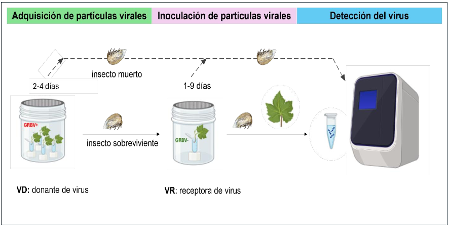 Potencial de <em>Tortistilus wickhami</em> en transmisión de Grapevine red blotch virus (<em>Grablovirus vitis,</em> Geminiviridae) en Baja California, México. Figura 1 - Representación esquemática del ensayo de transmisión de GRBV. Los insectos fueron inicialmente expuestos a hojas escindidas de una vid donadora infectada con GRBV y posteriormente transferidos a hojas escindidas receptoras de vides libres de GRBV para evaluar la posible transmisión del virus. Las hojas individuales se mantuvieron en agua. Las líneas discontinuas indican la remoción de los insectos muertos del interior de la jaula para la detección de GRBV al final del ensayo. La figura fue elaborada utilizando algunos elementos de BioRender.