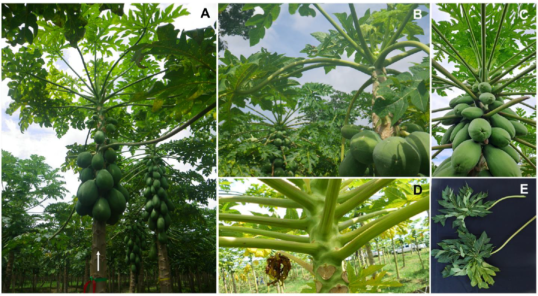 Detección de un potencial alphanucleorhabdovirus infectando <em>Carica papaya</em> en Costa Rica. Figura 1 - Alteraciones morfológicas observadas en plantas de <em>Carica papaya</em> con la enfermedad de "pecíolo rayado" en Costa Rica. <strong>A</strong>) Una planta sintomática (flecha) con los pecíolos curvos hacia abajo, reducción del número de hojas en el meristemo apical, y cese del cuajado de frutos. Adyacente (levemente atrás a la derecha) dos plantas sanas mostrando abundante desarrollo de frutos y la típica arquitectura foliar; <strong>B</strong>) Vista detallada de la sección apical de una planta sintomática que muestra reducción foliar en el meristemo, curvatura de pecíolos, y escaso cuajado de frutos, al fondo (izquierda) una planta sana con producción normal de frutos; <strong>C</strong>) Vista detallada de la sección superior de una planta sana; <strong>D</strong>) Pecíolos de una planta enferma con estrías de color púrpura; <strong>E</strong>) Comparación entre pecíolos de plantas sintomáticas (arriba) y sanas (abajo).