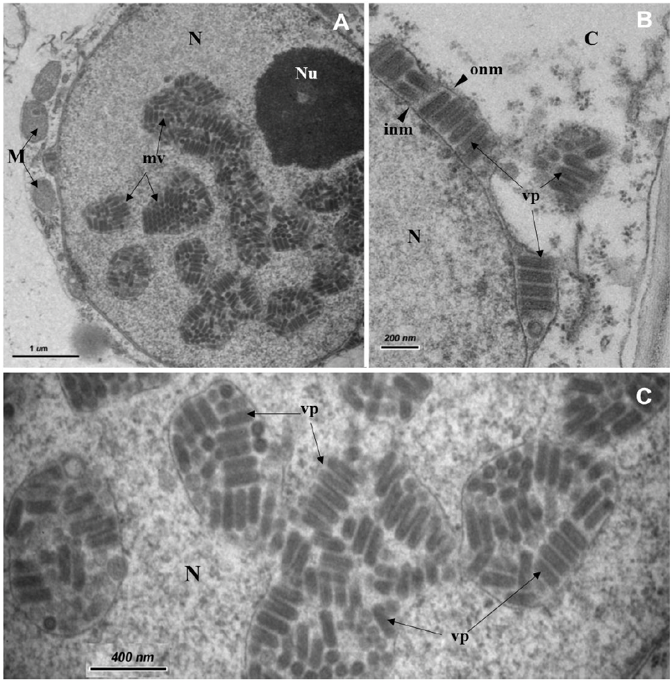 Detección de un potencial alphanucleorhabdovirus infectando <em>Carica papaya</em> en Costa Rica. Figura 2 - Núcleo de una célula de parénquima de una planta sintomática de <em>Carica papaya</em> con la enfermedad de "pecíolo rayado" observada con el microscopio electrónico de transmisión. <strong>A</strong>) Partículas con forma de bala dentro de vesículas membranosas en el núcleo celular; <strong>B</strong>) Detalle de las partículas vistas en el espacio perinuclear;<strong> C</strong>). Detalle de las partículas virales dentro de las vesículas membranosas dispersas en el núcleo. C= citoplasma, M= mitocondria, N= núcleo, Nu= nucleolo, inm= membrana nuclear interna, mv= vesículas membranosas llenas de partículas virales, onm= membrana nuclear externa, vp= partículas virales.