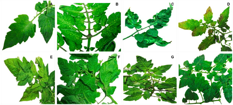 Coinfección natural de <em>Pospiviroid machoplantae</em> y <em>Begomovirus solanumseveri</em> en jitomate. Figura 1 - Síntomas observados en plantas de jitomate asociados a begomovirus. A. Mosaico; B. Clorosis intervenal; C. Deformación de la hoja; D. Necrosis; E. Clorosis con ampollamiento; F. Clorosis con deformación de hoja; G. Clorosis con rugosidad; H. Rugosidad con ligero mosaico.