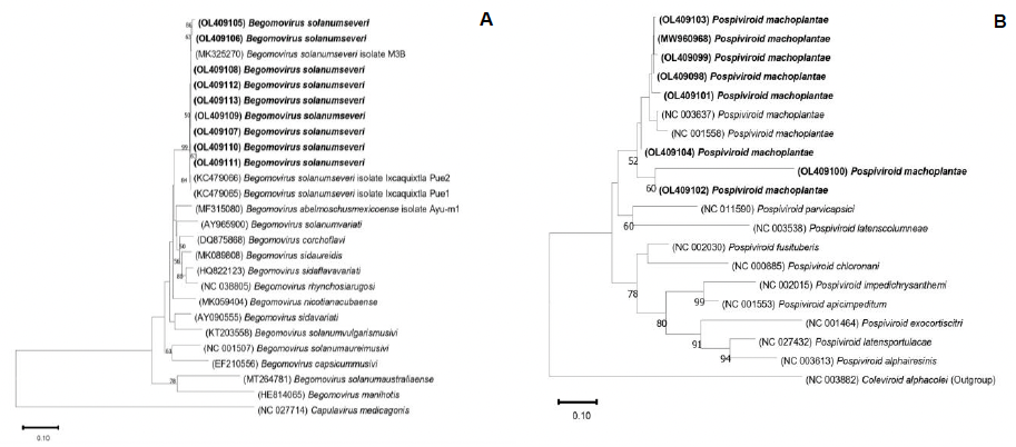 Coinfección natural de <em>Pospiviroid machoplantae</em> y <em>Begomovirus solanumseveri</em> en jitomate. Figura 3 - Árbol filogenético construido con el método de Neighbor-Joining a partir de secuencias parciales de <em>Begomovirus solanumseveri</em> y <em>Pospiviroid machoplantae</em> de los aislamientos obtenidos en este estudio. A. Para <em>B. solanumseveri</em> se usó el modelo de Tajima-Nei, con 1,000 réplicas de Bootstrap en el programa MEGAX y como grupo externo se utilizó a <em>Capulavirus medicagonis</em>; B. Para <em>P. machoplantae</em> se usó el modelo de Tamura 3-parameter, con 1,000 réplicas de Bootstrap en el programa MEGAX y como grupo externo se utilizó el <em>Coleviroid alphacolei</em>.