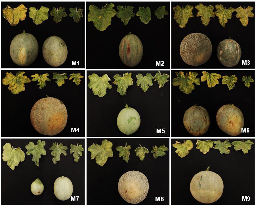 Enfermedad emergente en el cultivo de melón asociada a una infección mixta por tres virus transmitidos por mosca blanca en La Comarca Lagunera, México. Figura 1 - Plantas y frutos de melón con síntomas de virosis colectados en la región de La Comarca Lagunera (CL). Se colectó un total de nueve muestras (M1-M9) de melón con síntomas de virosis en el municipio de Tlahualilo. Los síntomas observados en el tejido foliar fueron clorosis intervenal severa, moteado y mosaico amarillo, mientras que en los frutos se observaron clorosis, deformación y agrietamiento.