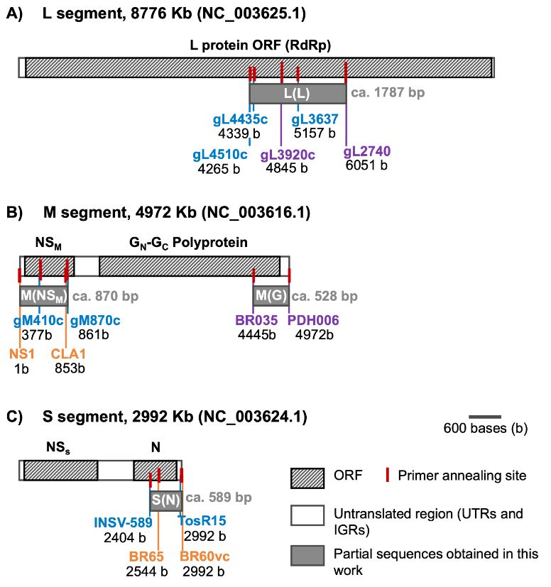 El género <em>Orthotospovirus</em> en Costa Rica: Un caso centroamericano. Figura 1 - Representación de las posiciones de anillamiento de los pares de cebadores en referencia al genoma completo de Impatiens necrotic spot virus; números de accesión entre paréntesis para cada segmento del genoma. Traslape entre cebadores y secuencias finales parciales obtenidas en esta investigación (rectángulos grises) con el tamaño esperado (pb). Los valores de pares de bases debajo de cada cebador representan las posiciones del primer y último nucleótido en el genoma de referencia del amplicon correspondiente.