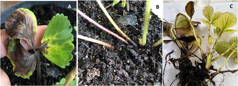 Control <em>in vitro</em> de <em>Neopestalotiopsis</em> sp. aislada de fresa empleando <em>Trichoderma</em> y fungicidas comerciales. Figura 3 - S&iacute;ntomas en plantas de fresa causadas por <em>Neopestalotiopsis</em> sp. A) Tiz&oacute;n en hojas, B) Necrosis en tallo y C) Necrosis en cuello y ra&iacute;z.