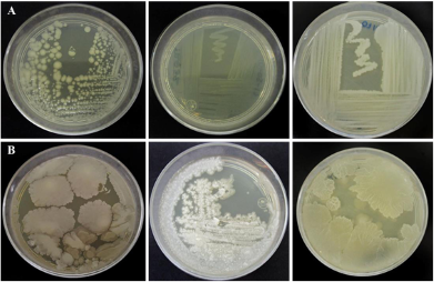 The genus <em>Bacillus</em> as biological control agent against pests and pathogens for sustainable agriculture. Figure 1 - Macroscopic characteristics of <em>Bacillus cereus</em> (<strong>A</strong>) and <em>B. subtilis</em> (<strong>B</strong>), belonging to the Culture Collection of Native Soil and Endophytic Microorganisms, grown at 28 &deg;C in nutrient agar (COLMENA (www.itson.edu.mx/COLMENA) (de los Santos-Villalobos et al., 2018).