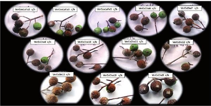 Allspice (<em>Pimenta dioica</em>) in Mexico and the use of antagonistic microorganisms for rust and anthracnose control. Figure 5 - Symptoms of anthracnose on allspice fruits collected in Veracruz, Mexico. Source: Vel&aacute;zquez-Silva <em>et al</em>. (2018).