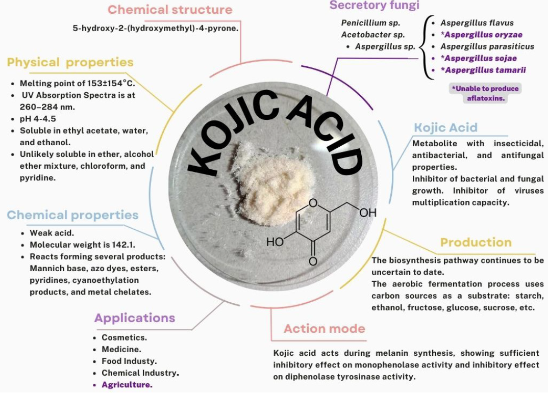<em>Aspergillus oryzae</em>: Una oportunidad para la agricultura. Figura 3 - Características y generalidades del Ácido kójico basado en los informes de Phasha et al. (2022) y Siddiquee (2018)