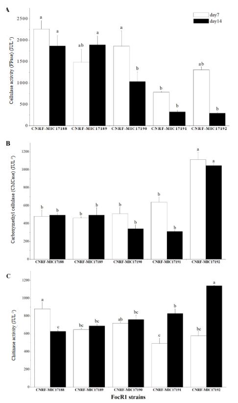 Producción de celulasas y quitinasas por <em>Fusarium oxysporum</em> f. sp. <em>cubense</em> raza 1 en cultivo sumergido. Figura 4 - Actividad enzimática cuantitativa de cinco cepas de <em>Fusarium oxysporum</em> f.sp. cubense Raza 1 (FocR1) usando <em>Quitina</em> como sustrato, a los 7 y 14 días. A) Actividad celulasa (FPase). B) Carboximetil celulasa (CMCase), y C) Actividad <em>Quitina</em>sa. Letras diferentes sobre las barras en las tres gráficas, son significativamente diferentes (Tukey; p≤0.05). Medias ± error estándar, n=3.