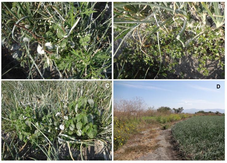 Patosistema de <em>Iris yellow spot orthotospovirus</em>, hospederos del virus y el vector (<em>Thrips tabaci</em>). Figura 3 - Arvenses interaccionando dentro y fuera del cultivo de cebolla (<em>Allium cepa</em>). A) Escoba amarga (Parthenium hysterophorus); B) Verdolaga (Portulaca oleracea); C) Plantas de acalifa (Acalypha ostryifolia); D) Acahual o falso girasol (Tithonia tubiformis) en el borde del cultivo de cebolla.