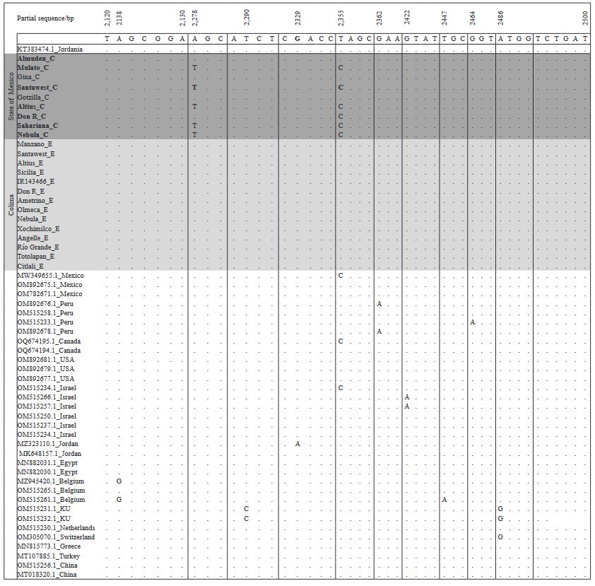 Genetic variability of two <em>Mexican Tomato brown rugose fruit virus</em> isolates and expression of symptoms in tomato and pepper . Figure 3 - Alignment of the partial sequence of the tomato brown rugose fruit virus replicase gene from 24 sequences of isolates obtained from 35 genotypes inoculates with isolates EM-JI2021 and C-JI2021, and from 34 sequences from different tomato and chili-producing countries. The alignment was performed using Geneious