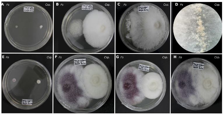 Antagonismo <em>in vitro</em> de <em>Clonostachys</em> sp. contra hongos asociados a enfermedades en cultivos de importancia económica. Figura 3 - Antagonismo <em>in vitro</em> de <em>Clonostachys sp.</em> frente a <em>Fusarium spp.</em> A-D) <em>Fusarium solani</em> (Fs) contra <em>Clonostachys sp.</em> (Csp.) A: A las 24 horas de evaluación. B: a las 96 horas de evaluación. C: a las 360 horas de evaluación. D: masas de conidióforos de consistencia acuosa en el margen de <em>Clonostachys sp.</em> E-H) <em>Fusarium oxysporum</em> (Fo) contra <em>Clonostachys sp.</em> (Csp.) E: a las 24 horas de evaluación. F: a als 144 horas de evaluación. G: a las 192 horas de evaluación. H: a las 360 de evaluación