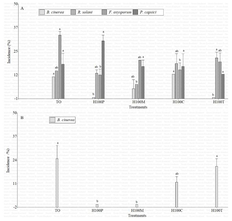 Composición química de hidrolatos de <em>Tagetes</em> y evaluación <em>in vitro</em> e <em>in vivo</em> contra hongos asociados a enfermedades en fresa (<em>Fragaria x ananassa</em>). Figura 2 - Incidencia de <em>B. cinerea</em>, R. solani, <em>F. oxysporum</em> y <em>P. capsici</em> en frutos (A) y flores (B) de fresa a los tres días posteriores a su inoculación en plantas testigo (TO) y sometidas a tratamientos con hidrolatos al 100 % de <em>Tagetes</em> coronopifolia (H100C), <em>T. minuta</em> (H100M), <em>T. parryi</em> (H100P) y <em>T. terniflora</em> (H100T).