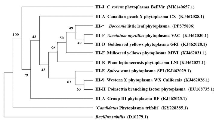 Hoja pequeña de <em>Bocconia frutescens</em>, nueva enfermedad asociada a una raza relacionada a ‘<em>Candidatus</em> Phytoplasma pruni’ en Costa Rica. Figura 4 - Dendrograma obtenido mediante el análisis filogenético con Máxima Parsimonia usando las secuencias parciales del gen secA del fitoplasma asociado a hoja pequeña de la <em>Bocconia frutescens</em>, diez secuencias de secA de diferentes subgrupos 16SrIII, ‘Ca. Phytoplasma trifolii´ y Bacilus subtilis (grupo externo). El “bootstrap” seleccionado fue de 1000 repeticiones. Los números de registro en GenBank para cada secuencia se muestran entre paréntesis. * = tentativamente nuevo subgrupo