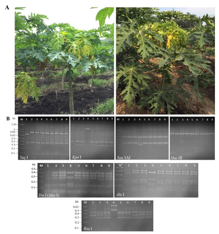 Identification of phytoplasmas associated with Bunchy Top disease of papaya in Colima, Mexico. Figure 1 - Detection of phytoplasmas in agroecosystems papaya with Bunchy Top disease in Colima, Mexico. A) Papaya plants showing stems with shortened internodes and yellow, chlorotic leaves, positive to phytoplasmas. B) <em>in vitro</em> RFLPs profiles of gene 16Sr (primers R16F2n/R16R2) of the phytoplasmas under study. Lanes 1-4: samples 1S-4S- papaya, Lanes 5-6: samples 5S-6S-<em>Amaranthus palmeri</em>; Lane 7: sample 7S-<em>Echinochloa colona</em>; Lane 8: sample 8S-<em>Micrutalis calva</em>; and Lane 9: sample 9S-<em>Balclutha mexicana</em>. The DNA was digested with 10 U of every enzyme and the products were separated by electrophoresis in 3% (w/v) agarose gels in 1×TAE buffer. Lane M: 1 kb plus molecular weight marker (Thermo Scientific, EUA).
