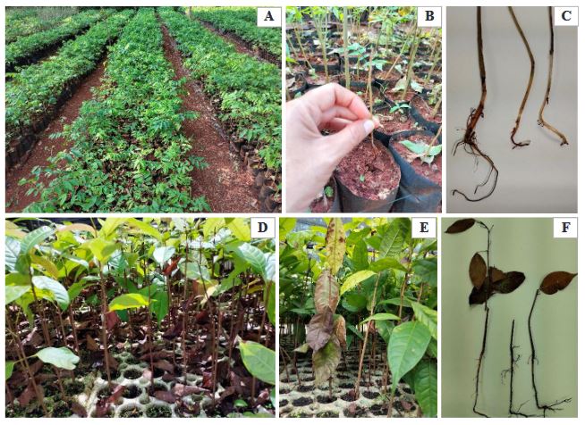 <em>Fusarium solani</em> asociado a <em>Cedrela odorata</em> y <em>Swietenia macrophylla</em> y su sensibilidad a fungicidas convencionales. Figura 1 - Plantas con síntomas de necrosis y pudrición en tallo y raíz. A, B y C) Plantas de <em>Cedrela odorata</em>. D, E y F) Plantas de <em>Swietenia macrophylla</em>.