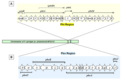 Aspectos moleculares de la bios&iacute;ntesis de la faseolotoxina producida por <em>Pseudomonas syringae</em> pv. <em>phaseolicola</em>. Figura 3 - Representaci&oacute;n gr&aacute;fica de las Regiones Pht y Pbo en el cromosoma de <em>P. syringae</em> pv. phaseolicola. A, Operones de la Regi&oacute;n Pht. B, Operones de la Regi&oacute;n Pbo. Cada flecha representa cada gen, la direcci&oacute;n de la flecha indica la direcci&oacute;n de la transcripci&oacute;n.