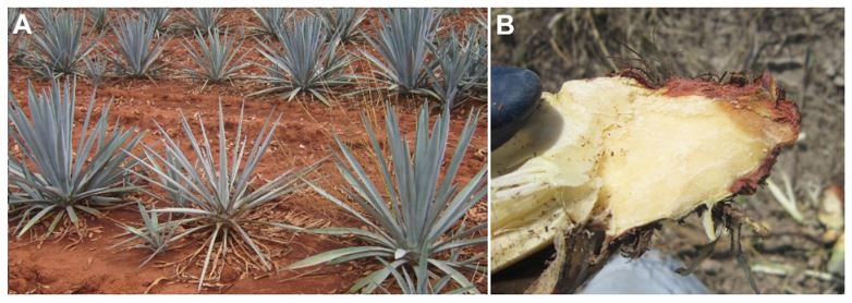 Diversity and taxonomy of <em>Fusarium solani</em> isolated of wilted <em>Agave tequilana</em> var. azul plants. Figure 1 - Appearance of plants from which the <em>Fusarium solani</em> strains were isolated A) <em>Agave tequilana</em> var. azul plant, with symptoms of agave wilt. B) Typical reddish necrotic tissue in the crown and the base of the stem.