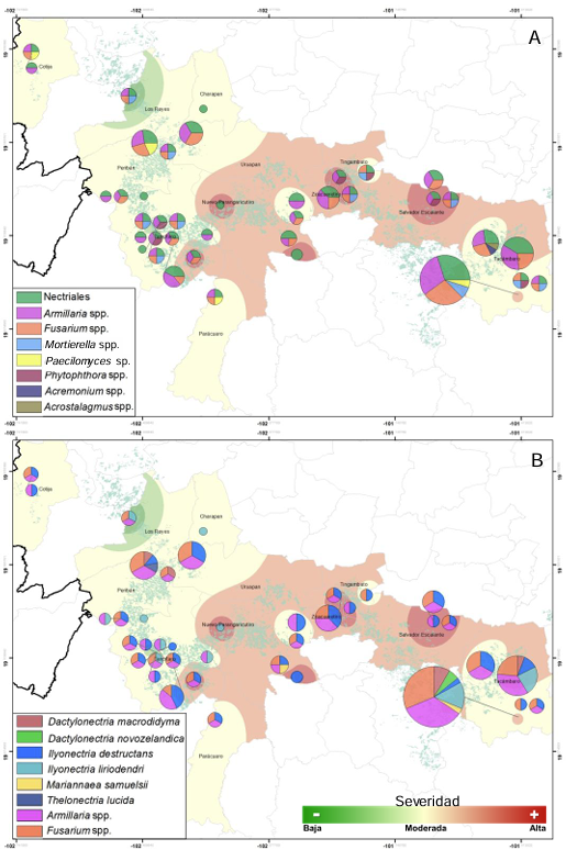 Biological and molecular characterization of nectrial species associated with an avocado decline syndrome. Figure 7 - Distribution and regional prevalence of soil and root communities of organisms putatively associated with avocado tree decline and wilt syndrome in 13 municipalities of Michoac&aacute;n. <strong>A.</strong> Phylogeographic distribution of four Nectria genera. <strong>B.</strong> Phylogeographic distribution for six Nectria species. <em>Armillaria</em> spp. and <em>Fusarium</em> spp. are included as species of high regional prevalence (comparative purposes). Green-Yellow-Brown shows the epidemic intensity (low, moderate, and high) assessed by severity scale per tree sampled