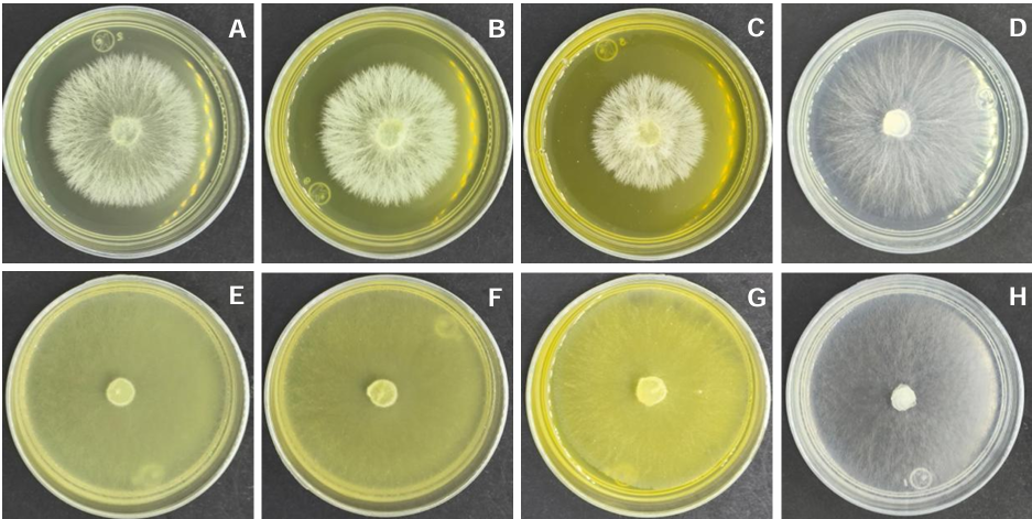 <em>In vitro</em> antifungal activity and phytochemical characterization of aqueous extracts from <em>Datura discolor</em>. Figure 2 - Effect of an aqueous <em>Datura discolor</em> leaf extract obtained by infusion. <em>Datura discolor</em> (2, 4 and 6 %) and Control, respectively. <strong>A</strong>-<strong>D </strong><em>Sclerotium rolfsii</em>, <strong>E</strong>-<strong>H </strong><em>Sclerotinia sclerotiorum</em>.