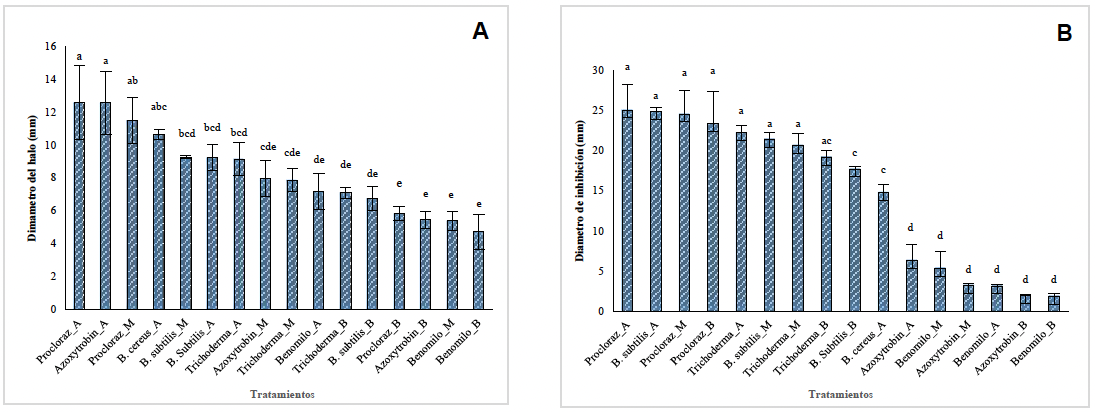 Estudio comparativo <em>in vitro</em> e <em>in vivo</em> de la antracnosis en papaya (<em>Carica papaya</em>) causada por <em>Colletotrichum gloeosporioides</em> y <em>Colletotrichum truncatum</em>. Figura 2 - Di&aacute;metro de inhibici&oacute;n del crecimiento de siete d&iacute;as de <em>C. gloeosporioides</em> (A) y <em>C. truncatum</em> (B) con tres dosis y seis fungicidas por la t&eacute;cnica de difusi&oacute;n en disco. Dosis evaluadas: procloraz, A= Alta 3 g L<sup>-1</sup>; M= Media 2 g L<sup>-1</sup>; B= Baja 1 g L<sup>-1</sup>; benomilo, A= Alta 0.6 g L<sup>-1</sup>; M= Media 0.4 g L<sup>-1</sup>; B= Baja 0.3 g L<sup>-1</sup>; azoxytrobin, A= Alta 0.3 g L<sup>-1</sup>; M= Media 0.2 g L<sup>-1</sup>; B= Baja 0.1 g L<sup>-1</sup>; B. subtilis, A= Alta 4 g L<sup>-1</sup>; M= Media 3 g L<sup>-1</sup>; B= Baja 2 g L<sup>-1</sup>; <em>Trichoderma</em> spp., A= Alta 1.5 g L<sup>-1</sup>; M= Media 1.2 g L<sup>-1</sup>; B= Baja 1 g L<sup>-1</sup>; <em>B. cereus</em> 1.5 x 108 UFC mL<sup>-1</sup>. Las medias con letras iguales en la especie son estad&iacute;sticamente iguales (Duncan, 0.05).