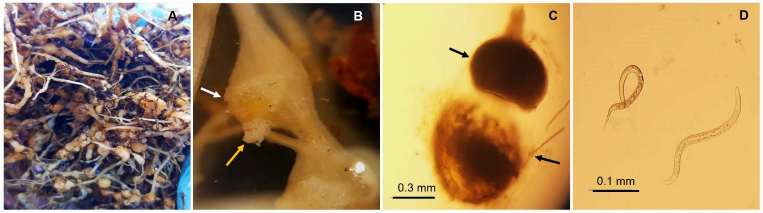Uso de <em>Purpureocillium lilacinum</em> MTL01 y <em>Bacillus velezensis</em> 83 para reducir el agallamiento por <em>Meloidogyne enterolobii</em> y mejorar la floración en tomate. Figura 2 - Población de <em>M. enterolobii</em> establecida en el laboratorio. <strong>A</strong>) Raíces agalladas después de la propagación de <em>M. enterolobii</em> a los 90 días posteriores a la inoculación con J2s, en una planta de tomate de 4 meses de edad. <strong>B</strong>) Agalla con una masa de huevos expuesta (flecha blanca) y huevos (flecha amarilla). <strong>C</strong>) Cuerpo de hembra con forma de pera (flecha superior) y masa de huevos (flecha inferior). <strong>D</strong>) Nematodos de estadio J2 eclosionados en agua.